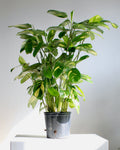 Bamburanta: Ctenathe lubbersiana - 10 inch pot