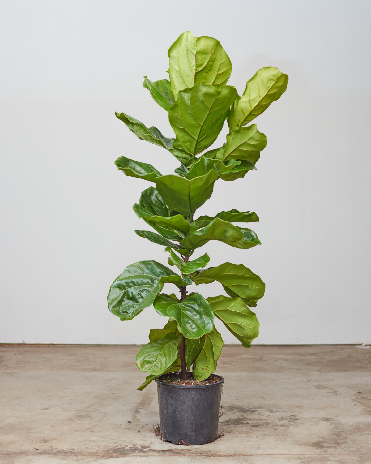 Fiddle Leaf Fig Column: Ficus lyrata - 12 inch pot - 5-5.5 foot tall