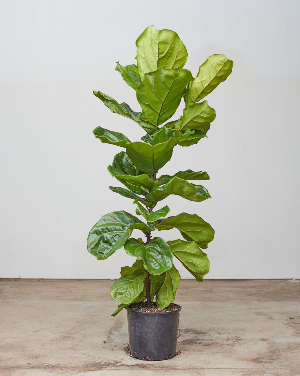 FIDDLE-LEAF FIG (FICUS LYRATA COLUMN) 12" Grower Pot (5-6' tall)