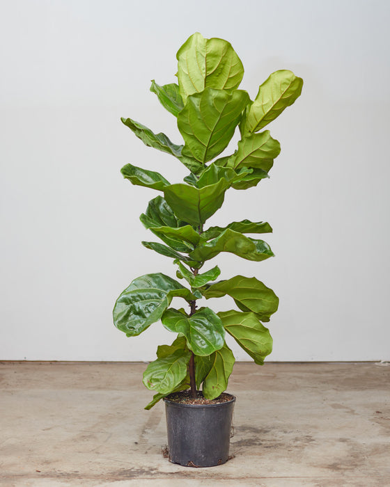 FIDDLE-LEAF FIG (FICUS LYRATA COLUMN) 12" Grower Pot (6' tall)