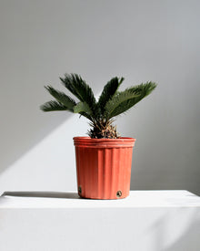  SAGO PALM 10" Grower Pot (1.5' tall)