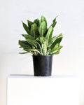 AGLAONEMA 'GOLDEN MADONNA' 10" Grower Pot