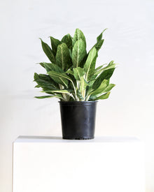  AGLAONEMA 'GOLDEN MADONNA' 10" Grower Pot