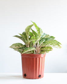  AGLAONEMA 'SPARKING SARAH' 10" Grower Pot