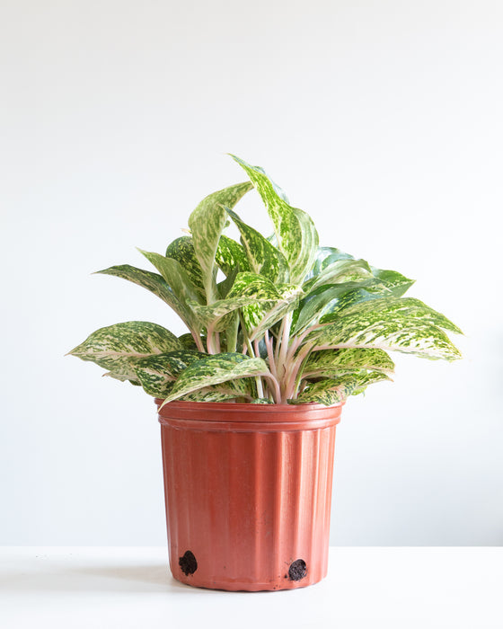 AGLAONEMA 'SPARKING SARAH' 10" Grower Pot