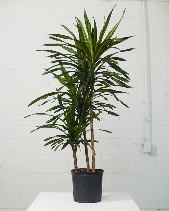 DRACAENA RIKKI CANE 10" Grower Pot