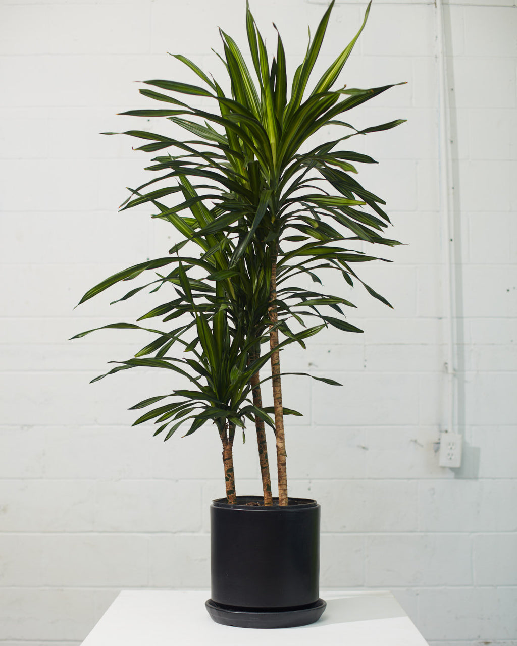 Rikki Staggered Cane: Dracaena fragrans - 10 inch pot - 4-5 foot tall
