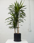 Rikki Staggered Cane: Dracaena fragrans - 10 inch pot - 4-5 foot tall