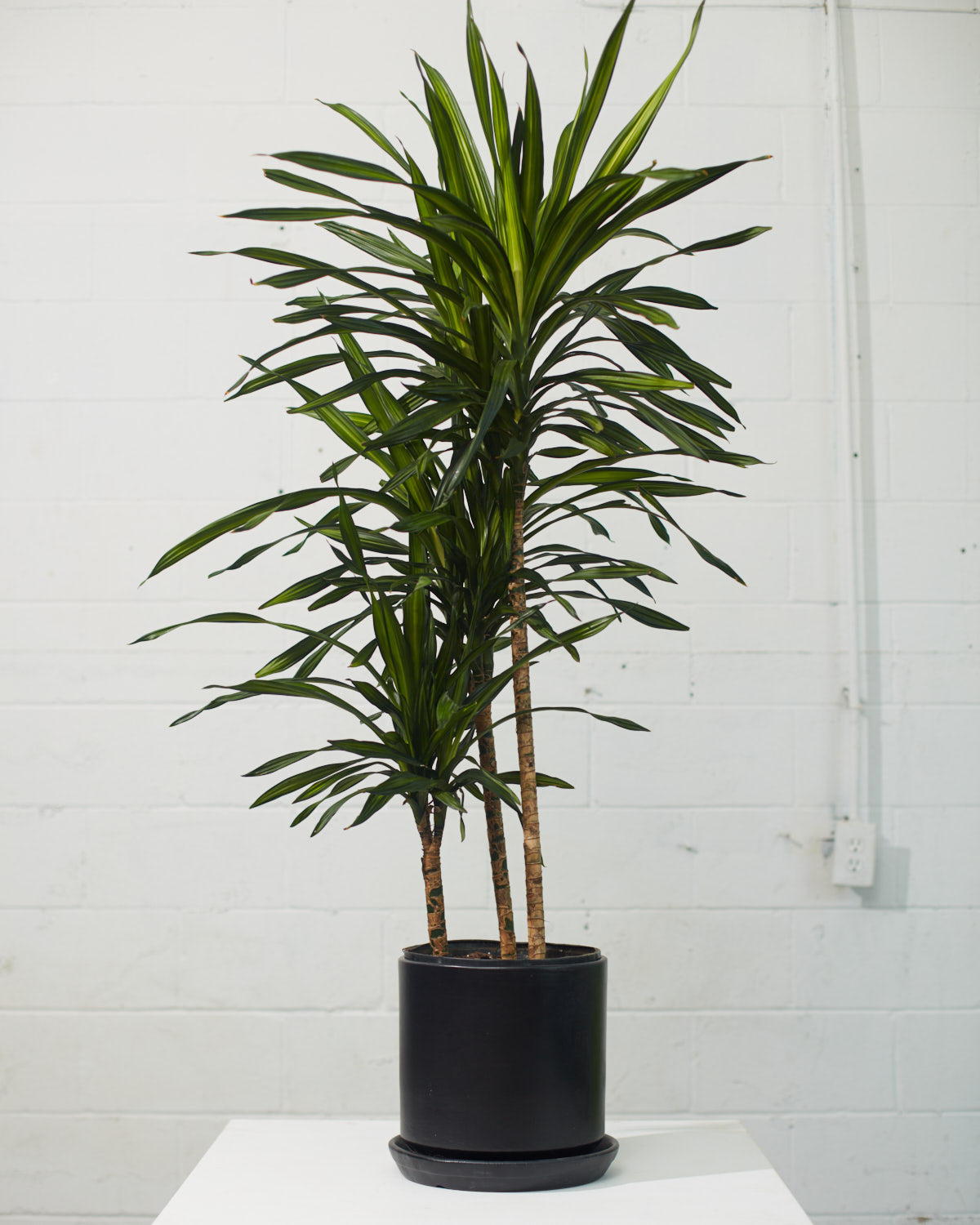 Rikki Staggered Cane: Dracaena fragrans - 10 inch pot - 4-5 foot tall