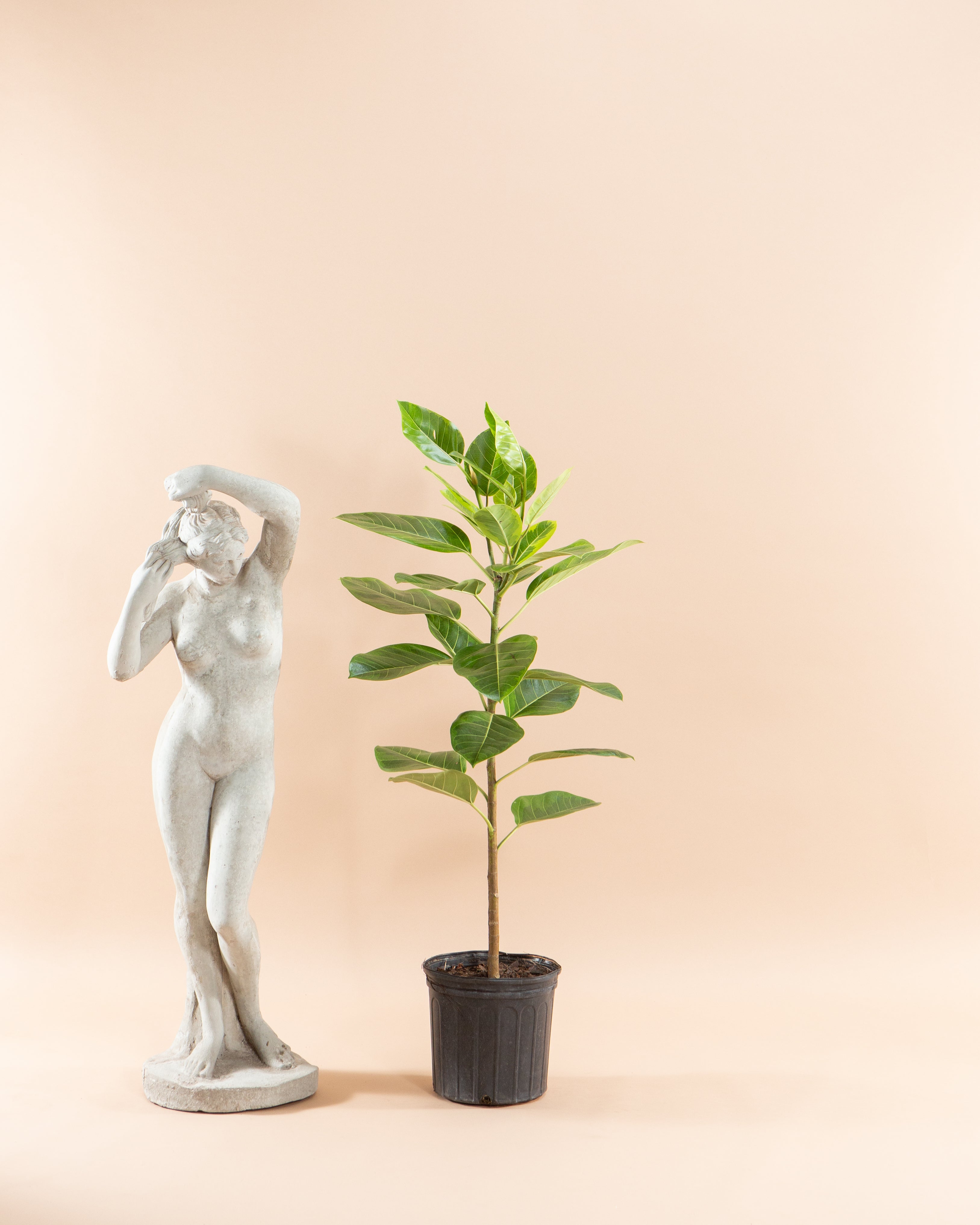 Yellow Gem Fig Column: Ficus altissima - 10 inch pot - 4-5 foot tall