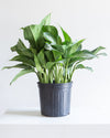 AGLAONEMA 'SILVER BAY' 10" Grower Pot