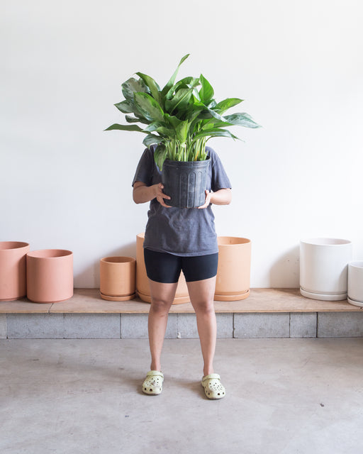 AGLAONEMA 'SILVER BAY' 10" Grower Pot