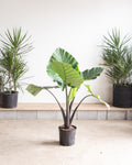 ALOCASIA 'DARK STAR' 10" Grower Pot