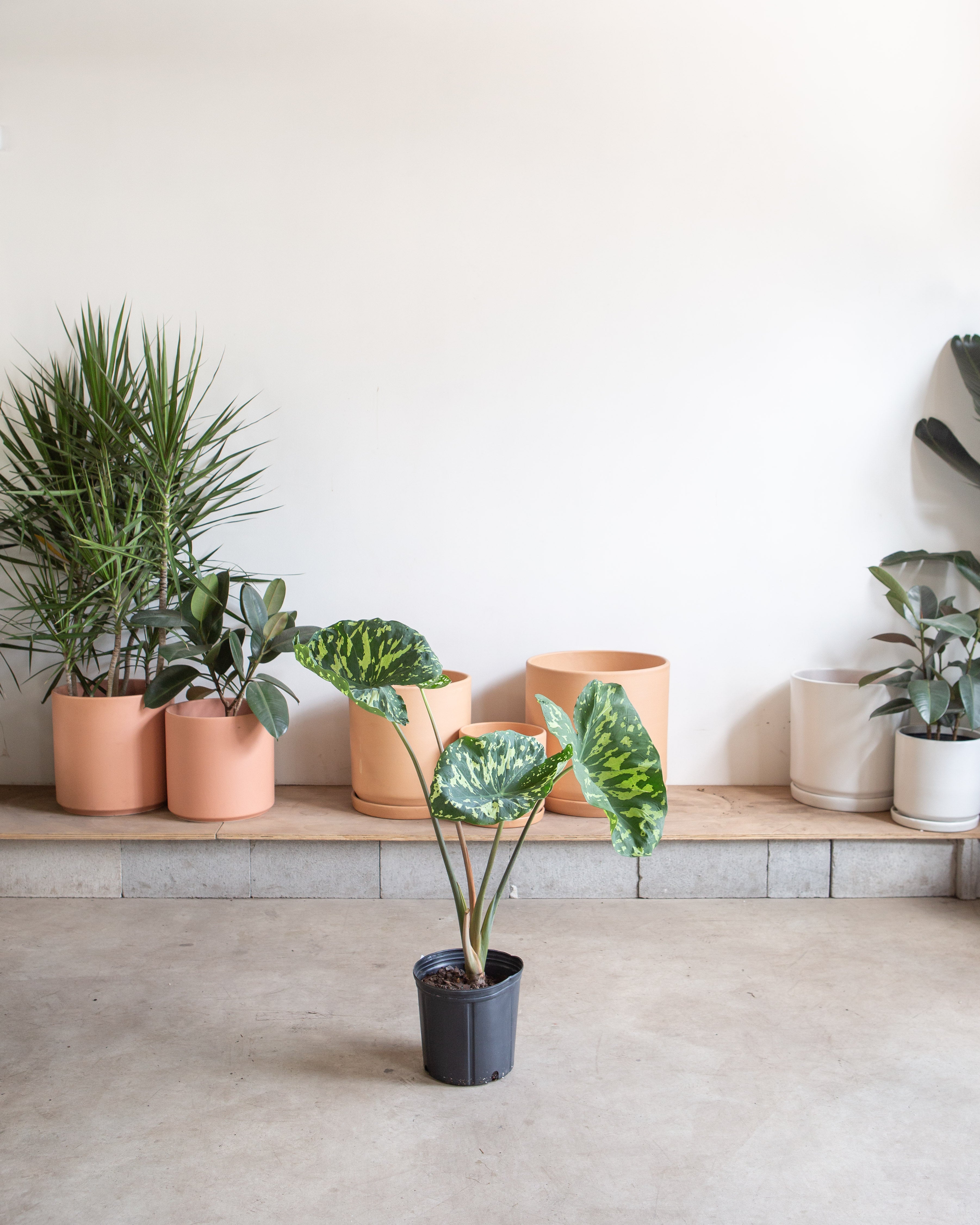 ALOCASIA 'HILO BEAUTY' 10" Grower Pot