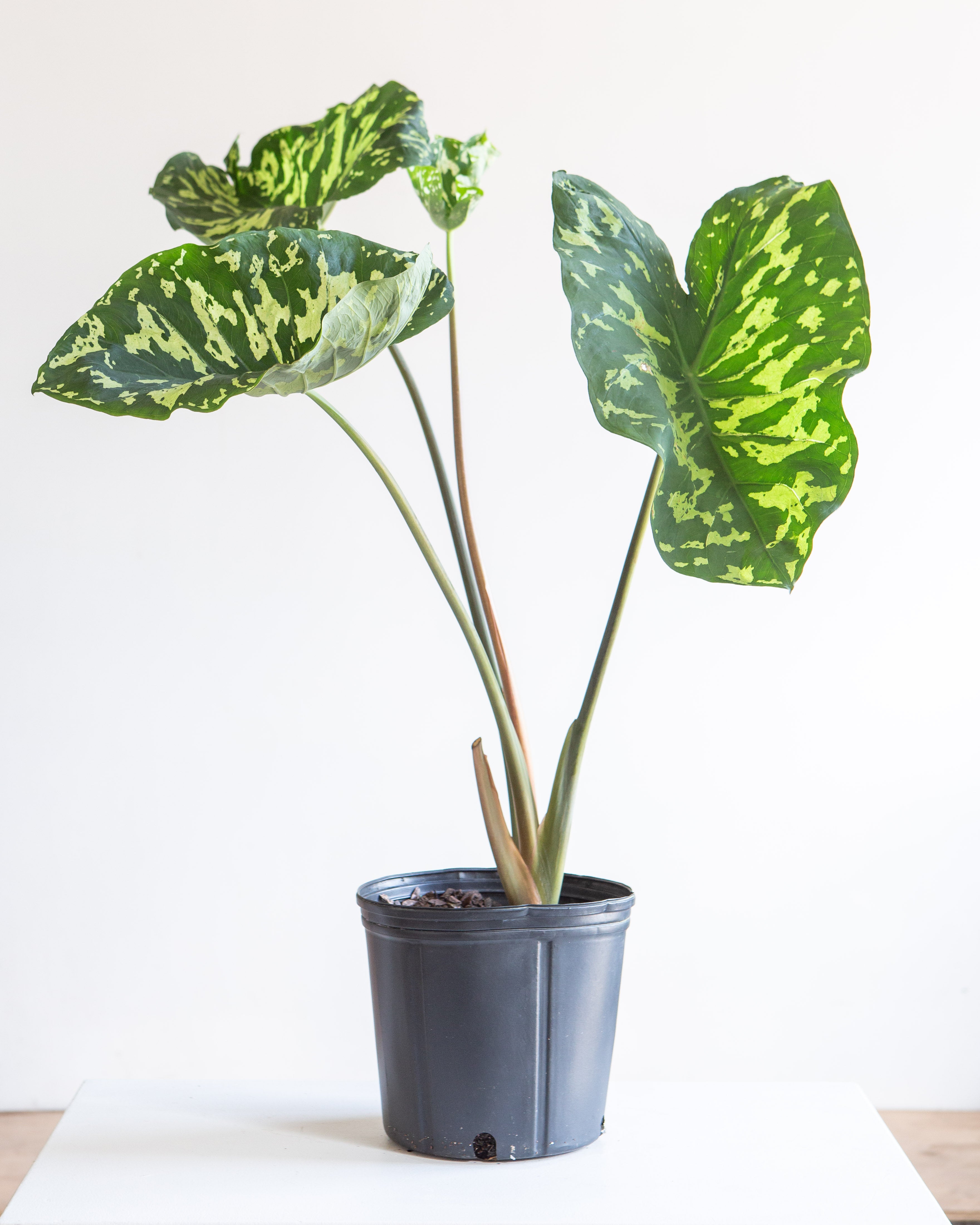 ALOCASIA 'HILO BEAUTY' 10" Grower Pot