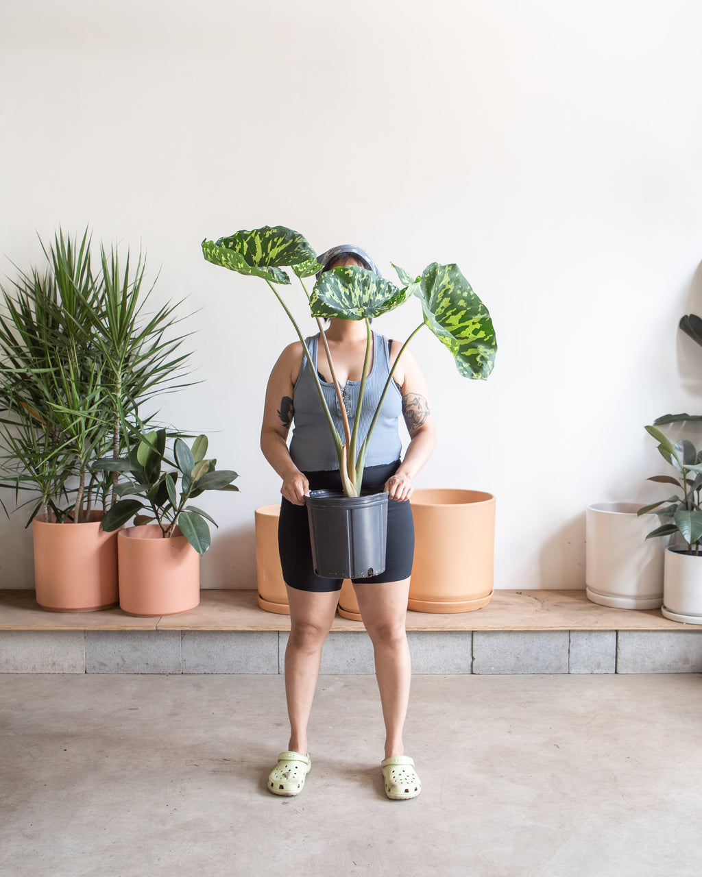 ALOCASIA 'HILO BEAUTY' 10" Grower Pot