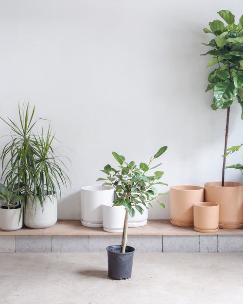 Ficus Audrey Tree: Ficus benghalensis - 10 inch pot - 3-5.5 foot tall