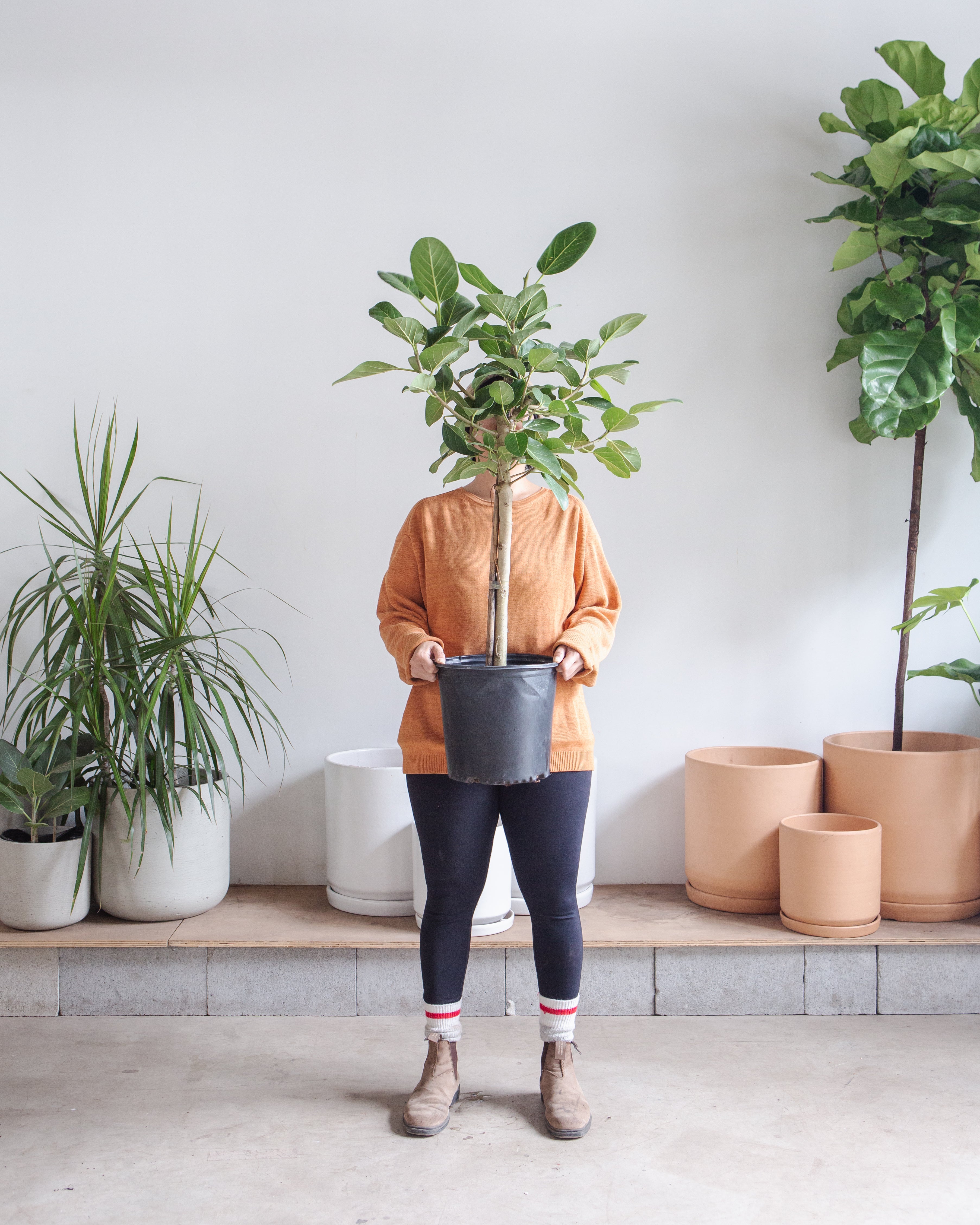 Ficus Audrey Tree: Ficus benghalensis - 10 inch pot - 3-5.5 foot tall