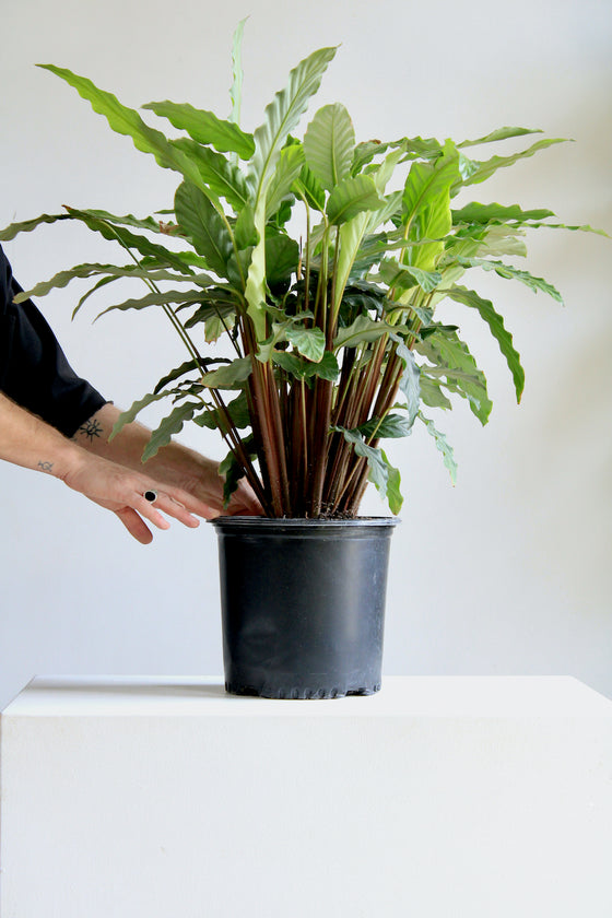 CALATHEA 'RUFIBARBA' 10" Grower Pot