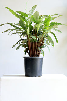  CALATHEA 'RUFIBARBA' 10" Grower Pot