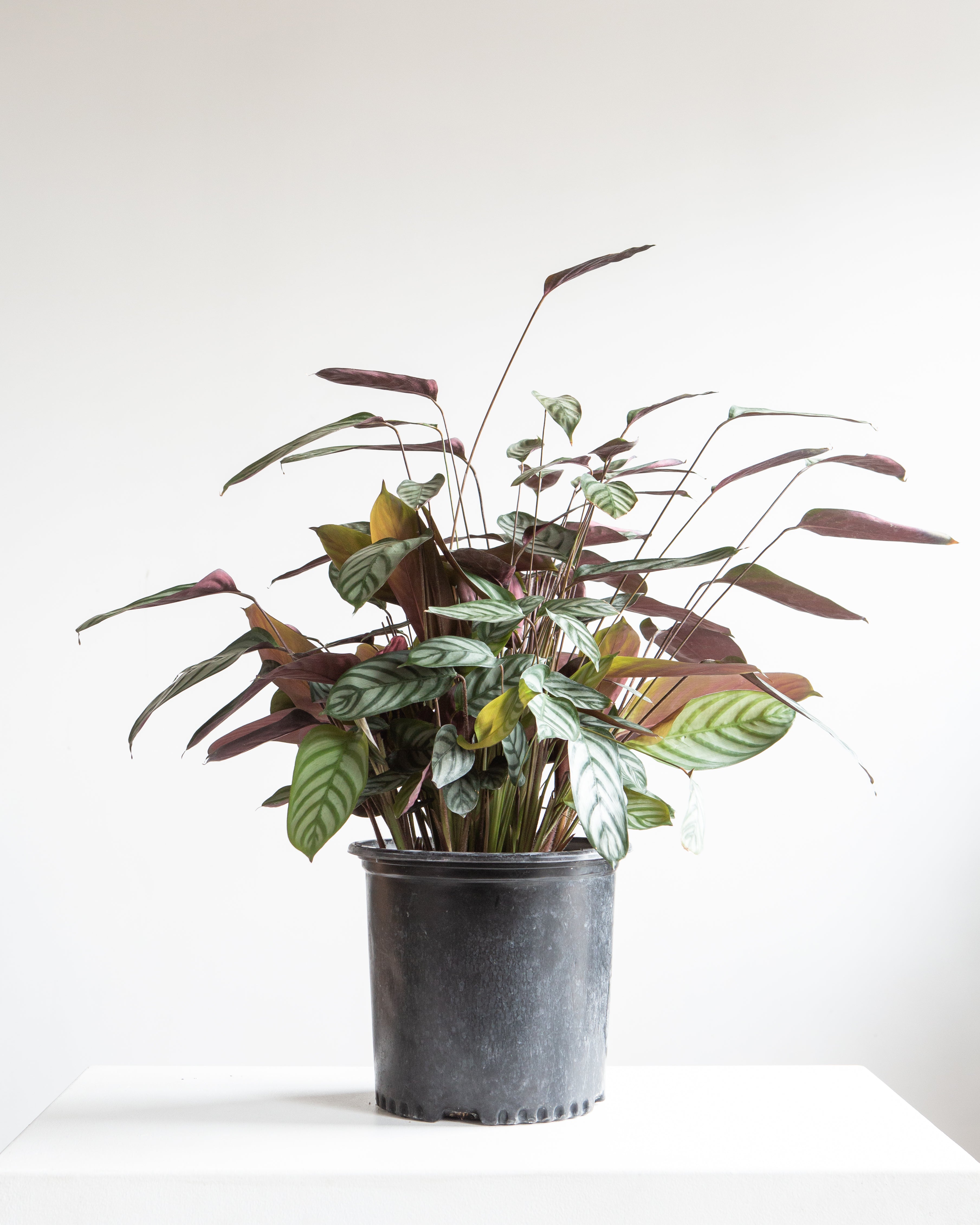 Grey Star Prayer Plant: Calathea setosa - 10 inch pot - 3-4 foot tall