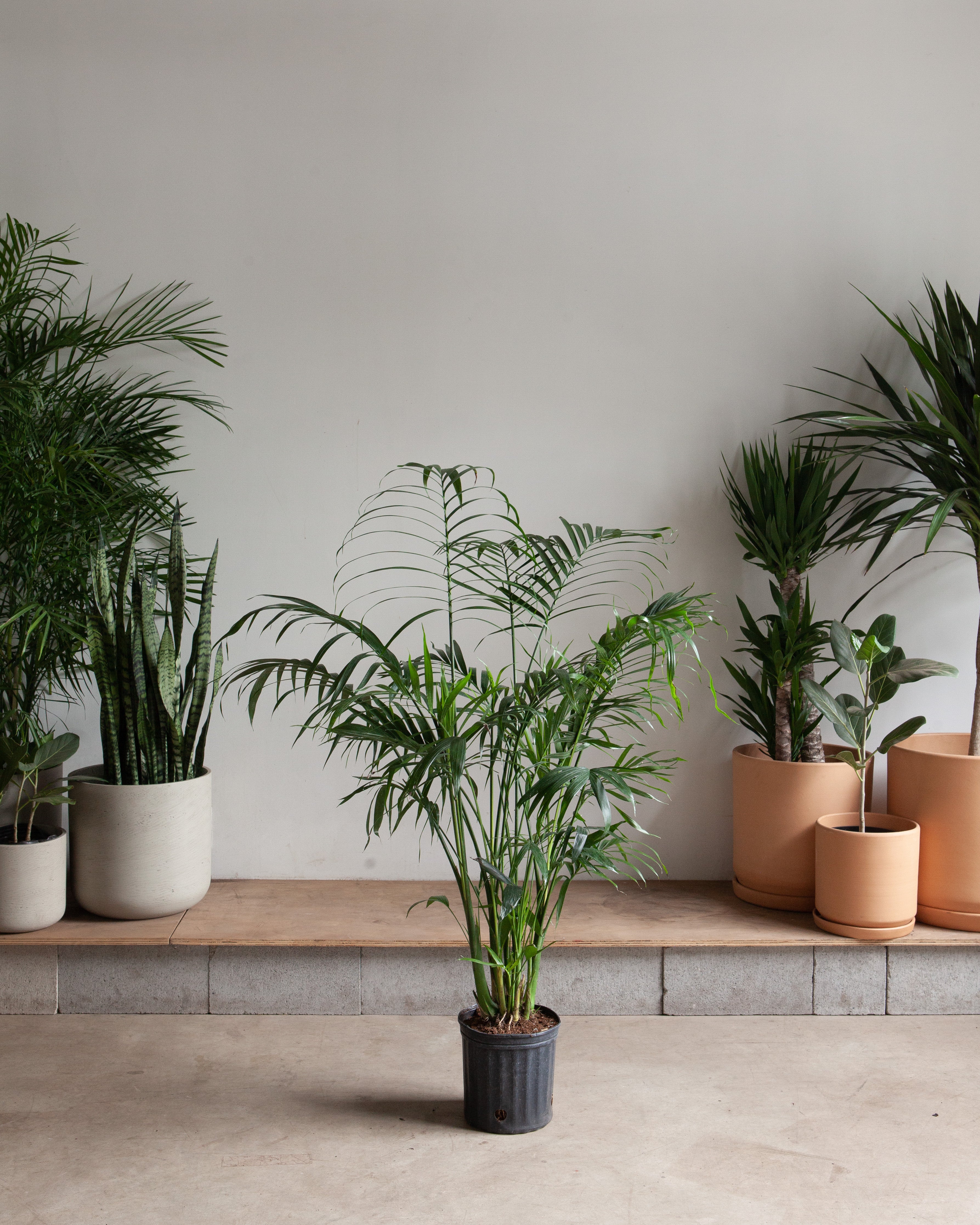 cat palm pot Cat Palm: Chamaedorea cataractarum - 10 inch pot