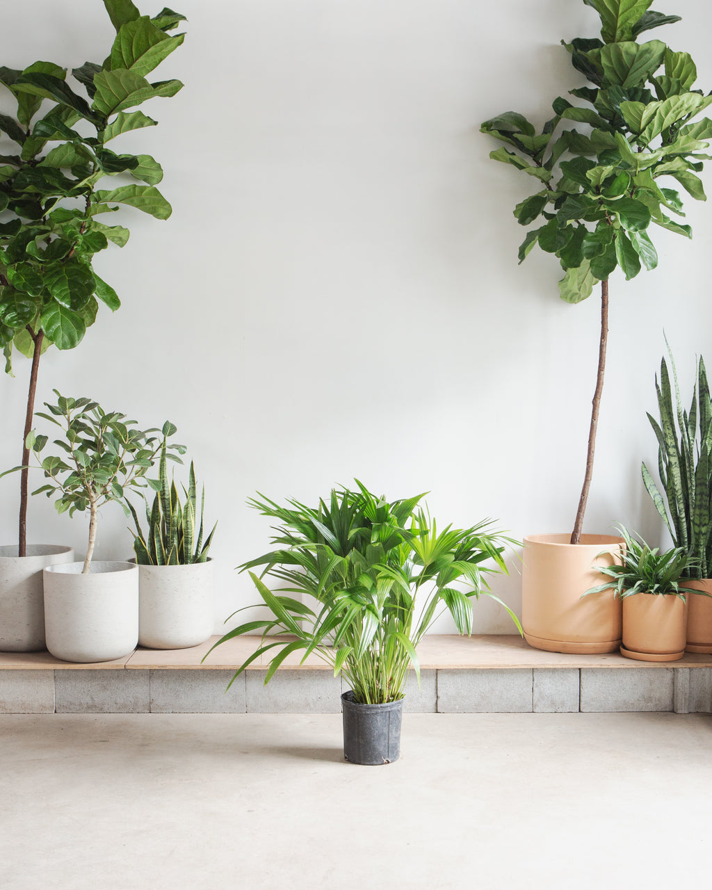 Chinese Fan Palm: Livistona chinensis - 10 inch pot - 3-4 foot tall