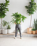 Chinese Fan Palm: Livistona chinensis - 10 inch pot - 3-4 foot tall