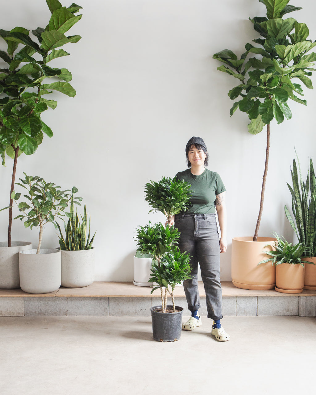 DRACAENA JANET CRAIG COMPACTA CUTBACK 10" Grower Pot (4' tall)