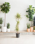 Kiwi Staggered Dragon Tree: Dracaena marginata - 10 inch pot - 4-5 foot tall