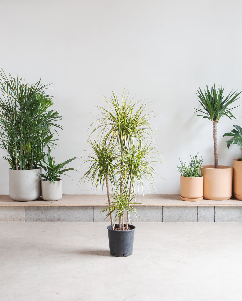 Kiwi Staggered Dragon Tree: Dracaena marginata - 10 inch pot - 4-5 foot tall