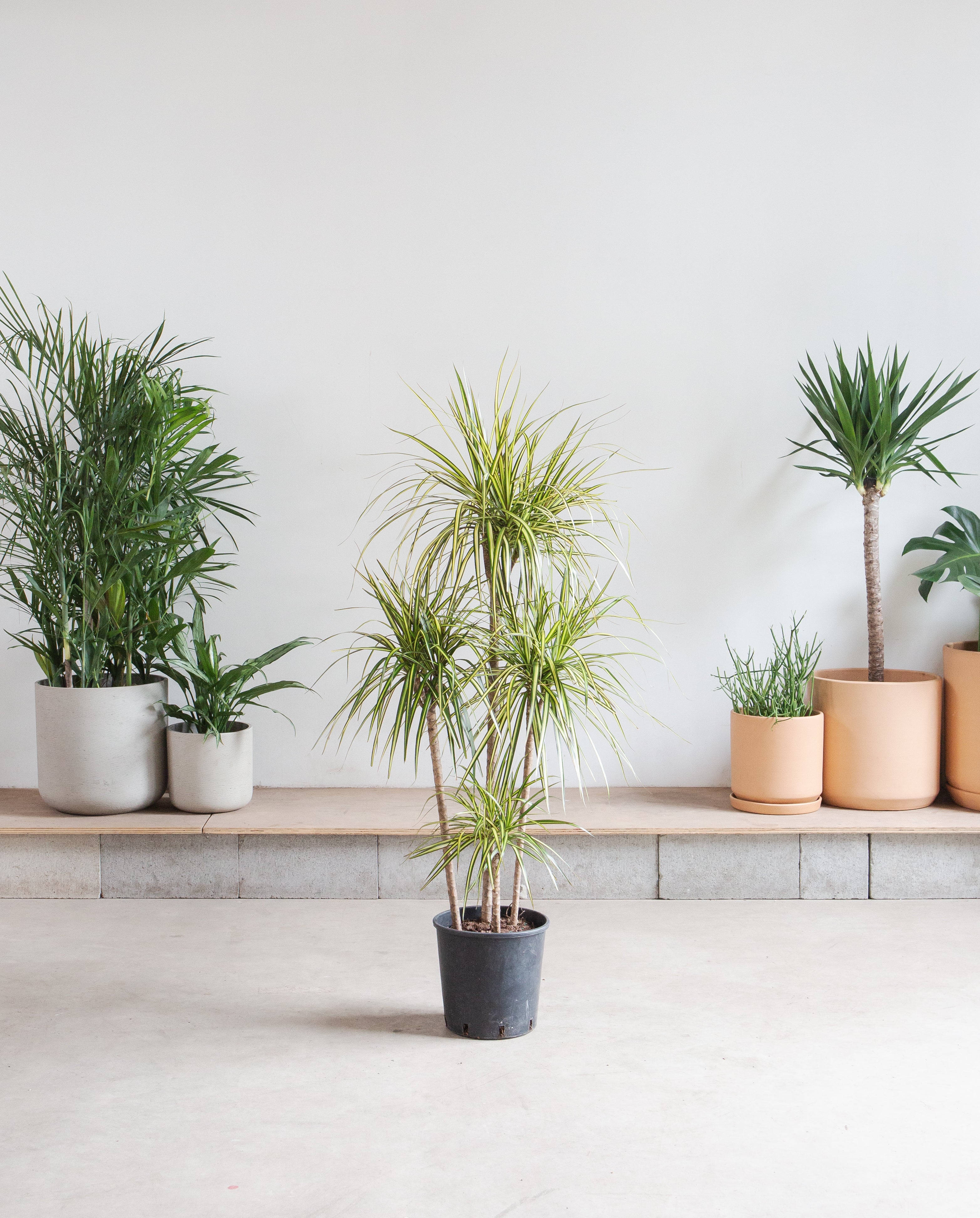 Kiwi Staggered Dragon Tree: Dracaena marginata - 10 inch pot - 4-5 foot tall