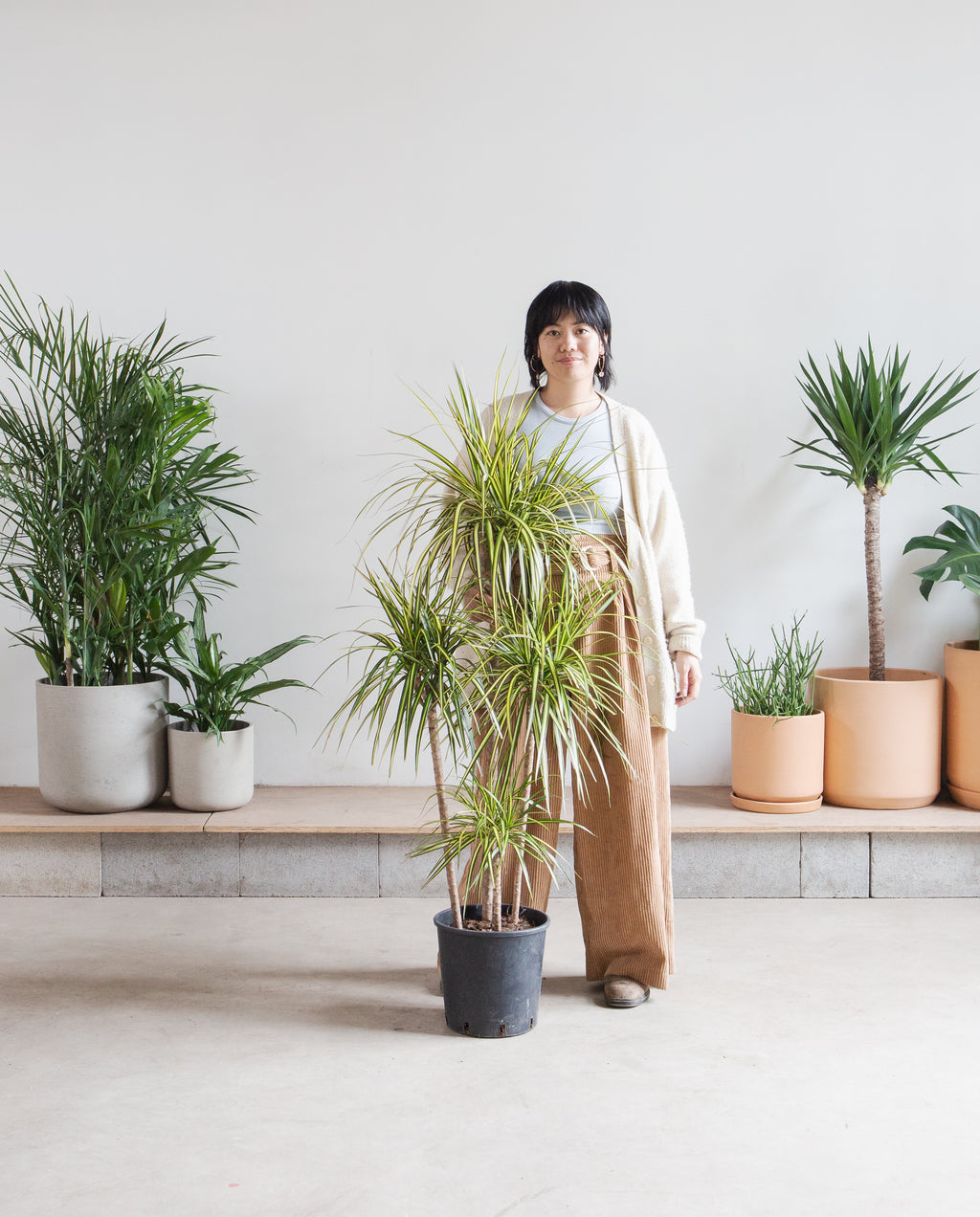 Kiwi Staggered Dragon Tree: Dracaena marginata - 10 inch pot - 4-5 foot tall