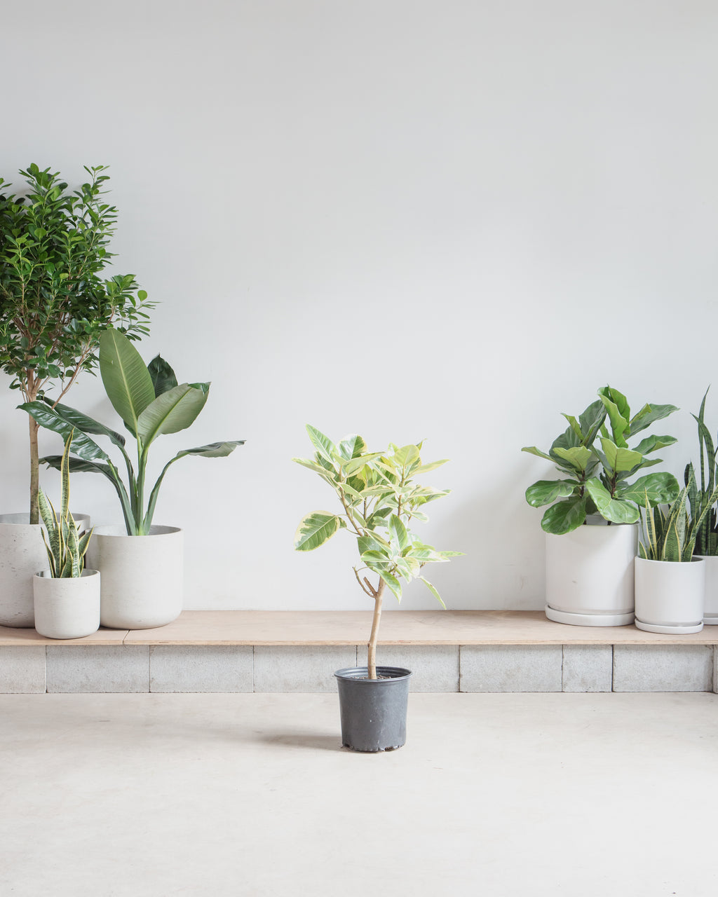 Yellow Gem Fig Tree: Ficus altissima - 10 inch pot - 4-5 foot tall