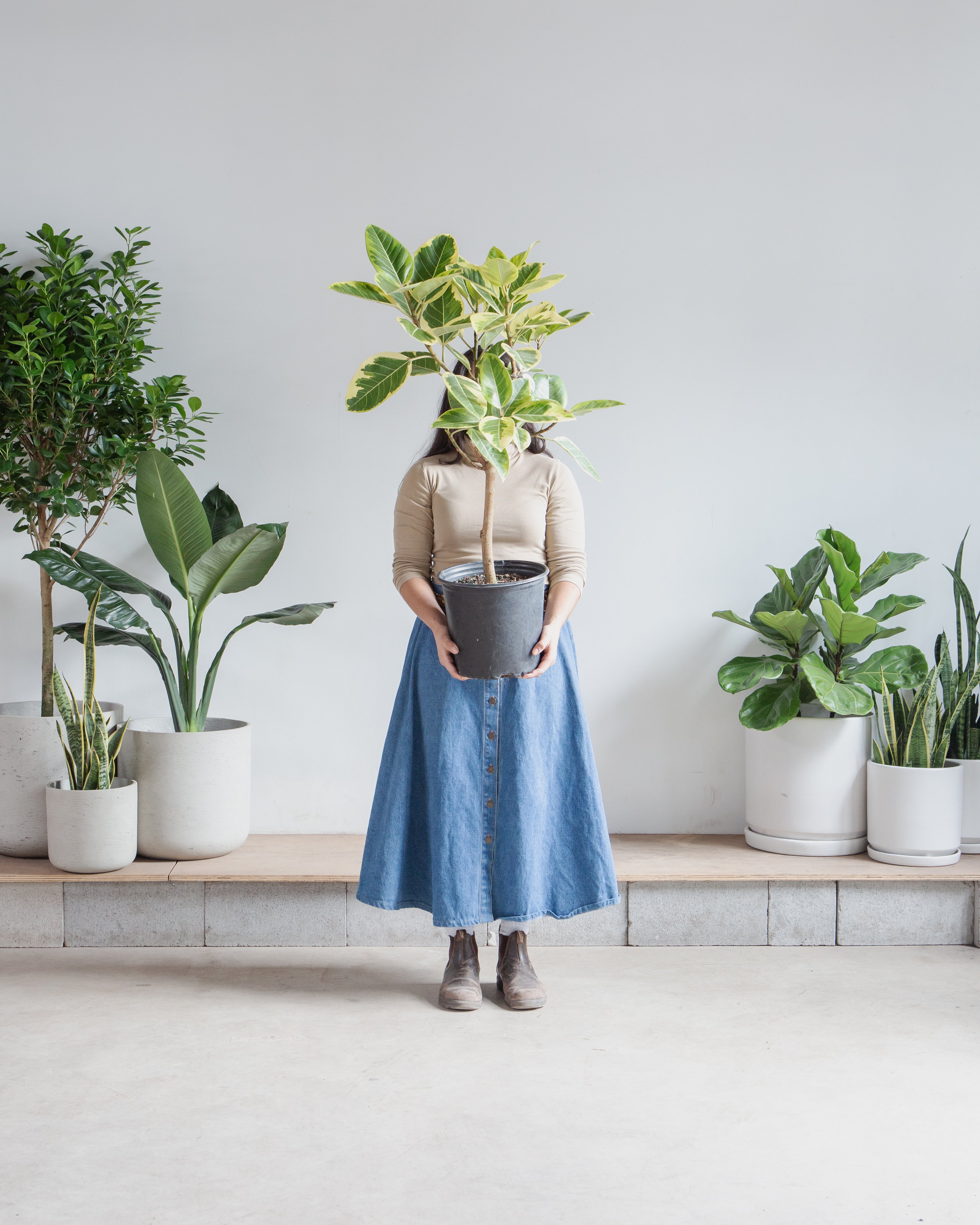 Yellow Gem Fig Tree: Ficus altissima - 10 inch pot - 4-5 foot tall