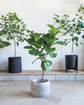 Caldwell Short Concrete Planter with Drainage | 14 inch Diameter