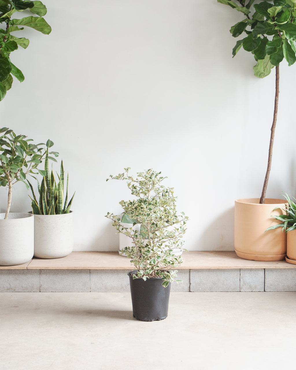 FICUS 'TRIANGULARIS VARIEGATA' 10" Grower Pot