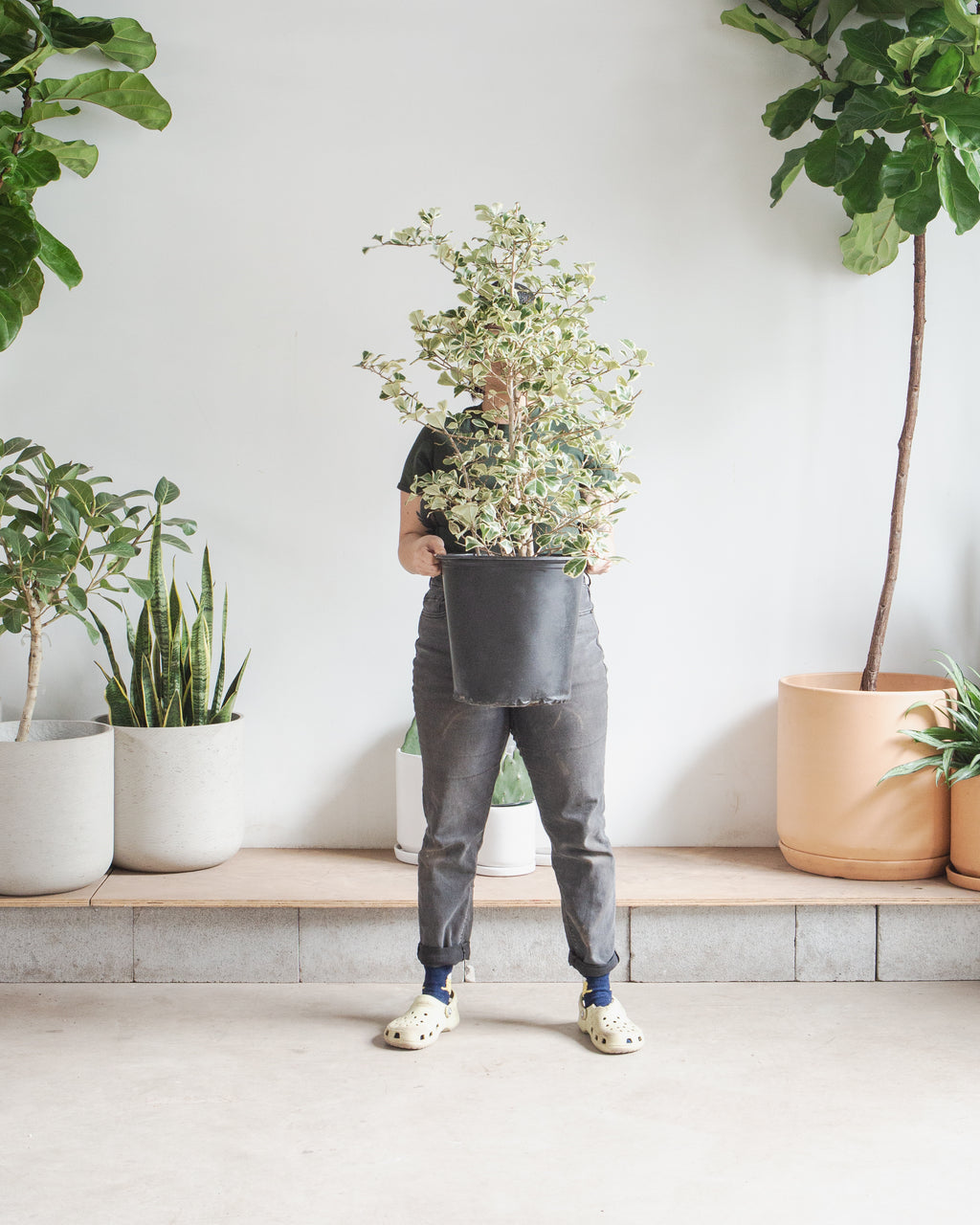 FICUS 'TRIANGULARIS VARIEGATA' 10" Grower Pot