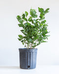 Maid of Orleans Jasmine: Jasminum sambac - 10 inch pot - 2-3 foot tall