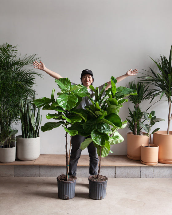 FIDDLE-LEAF FIG (FICUS LYRATA STANDARD) 10" Grower Pot 4-5 Feet Tall