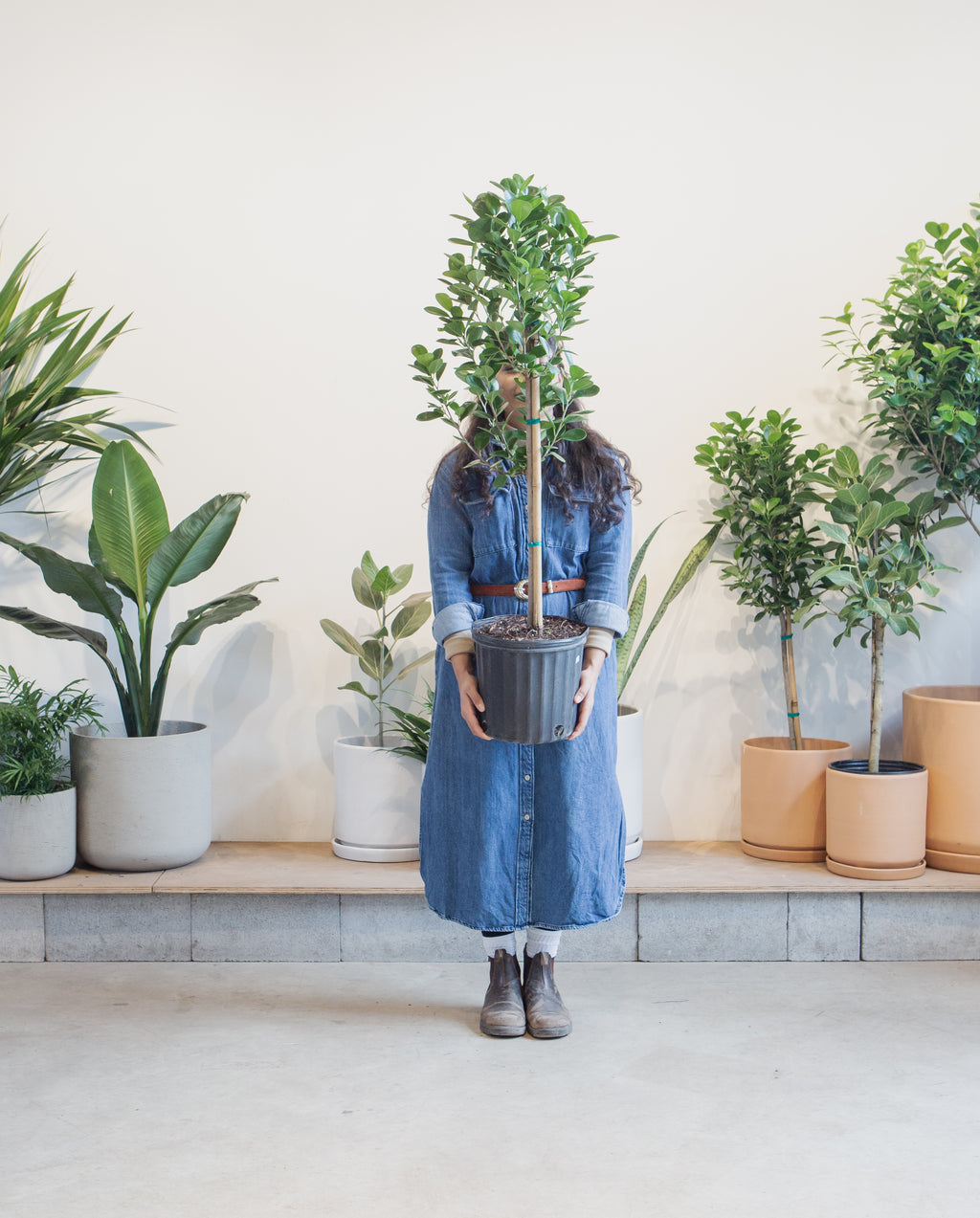 Ficus Moclame: Ficus microcarpa - 10 inch pot - 4-5 foot tall