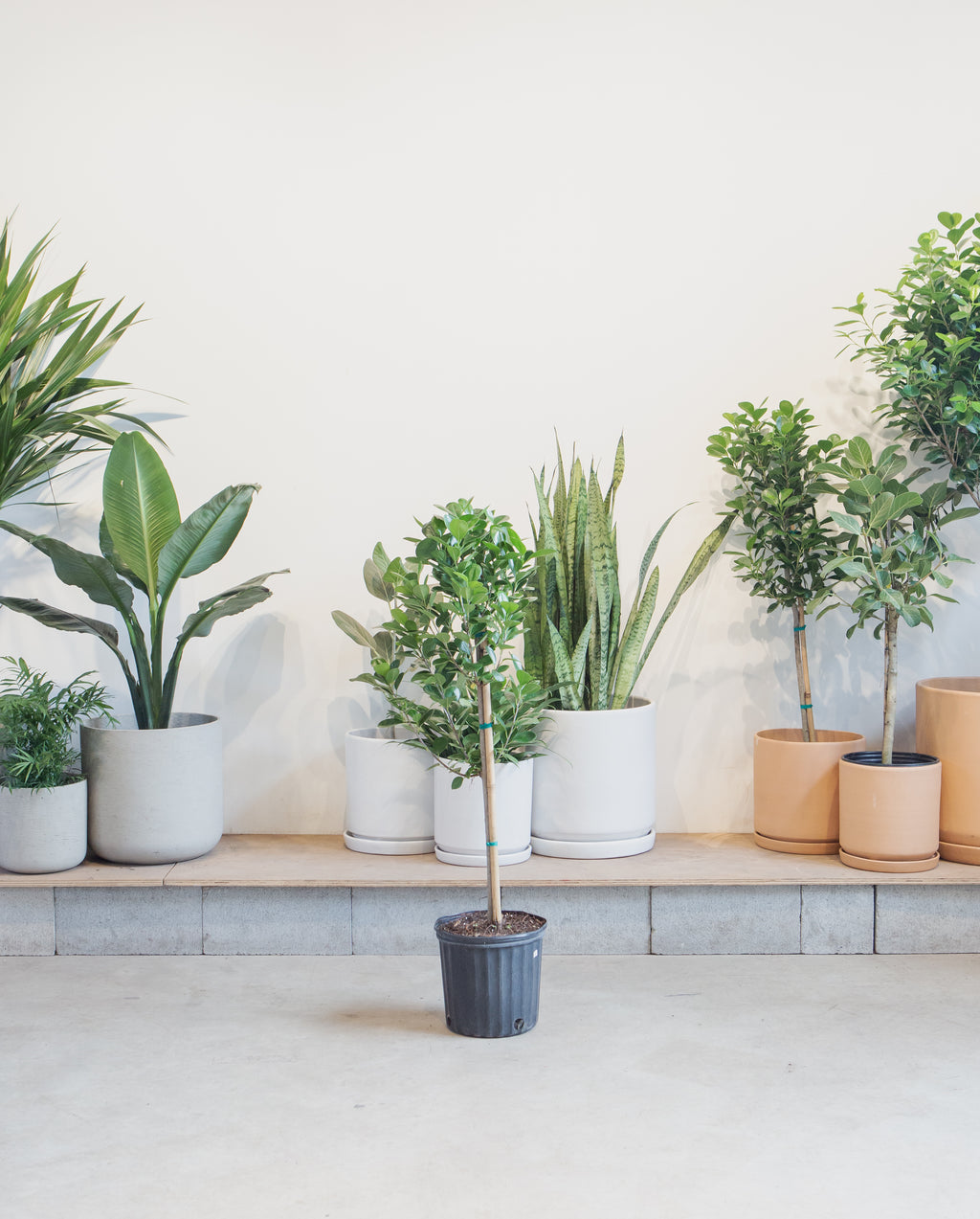 Ficus Moclame: Ficus microcarpa - 10 inch pot - 4-5 foot tall
