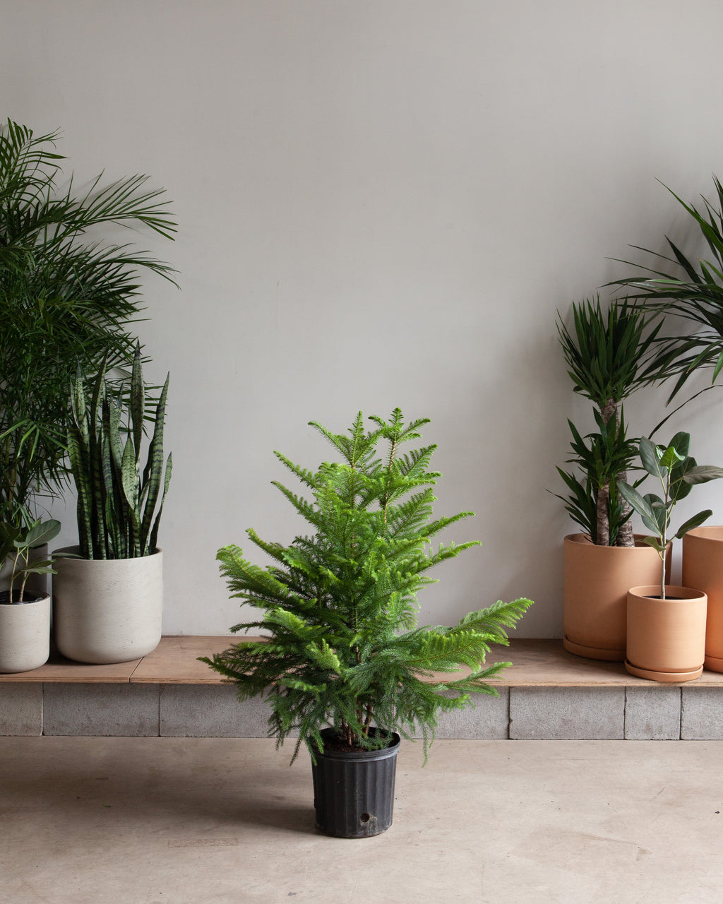 Norfolk Island Pine: Araucaria heterophylla - 10 inch pot - 3 foot tall