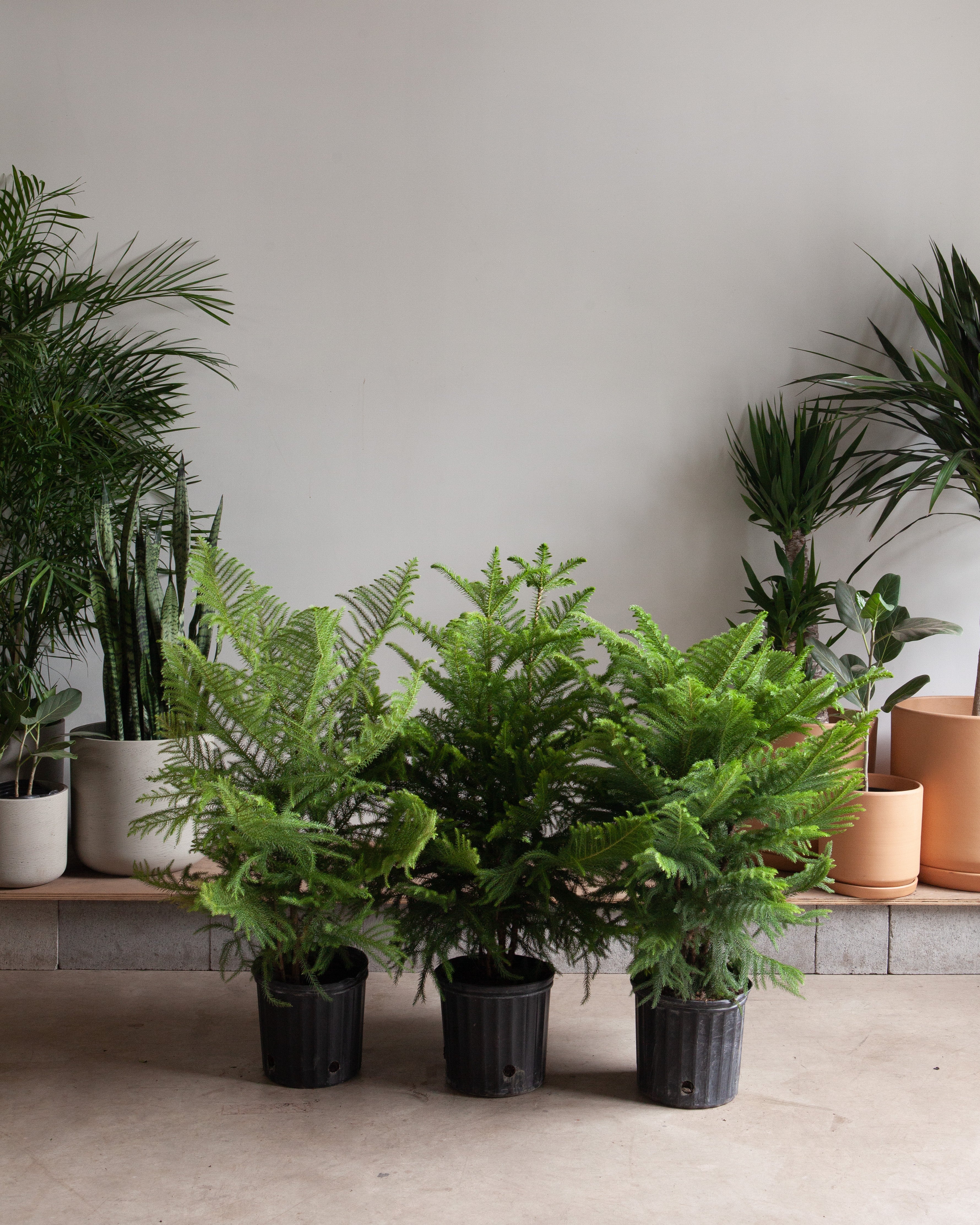 Norfolk Island Pine: Araucaria heterophylla - 10 inch pot - 3 foot tall