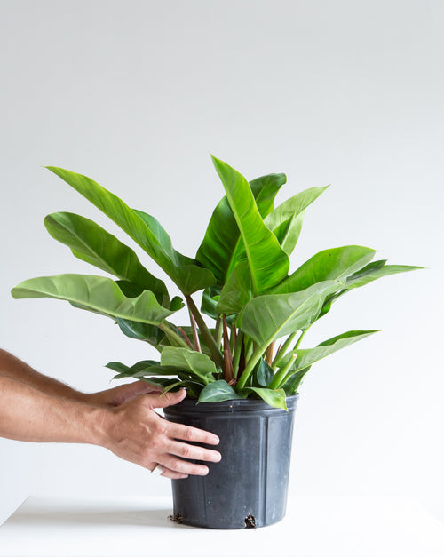 philodendron imperial green height PHILODENDRON 'IMPERIAL GREEN' 10" Grower Pot – Dynasty Plants