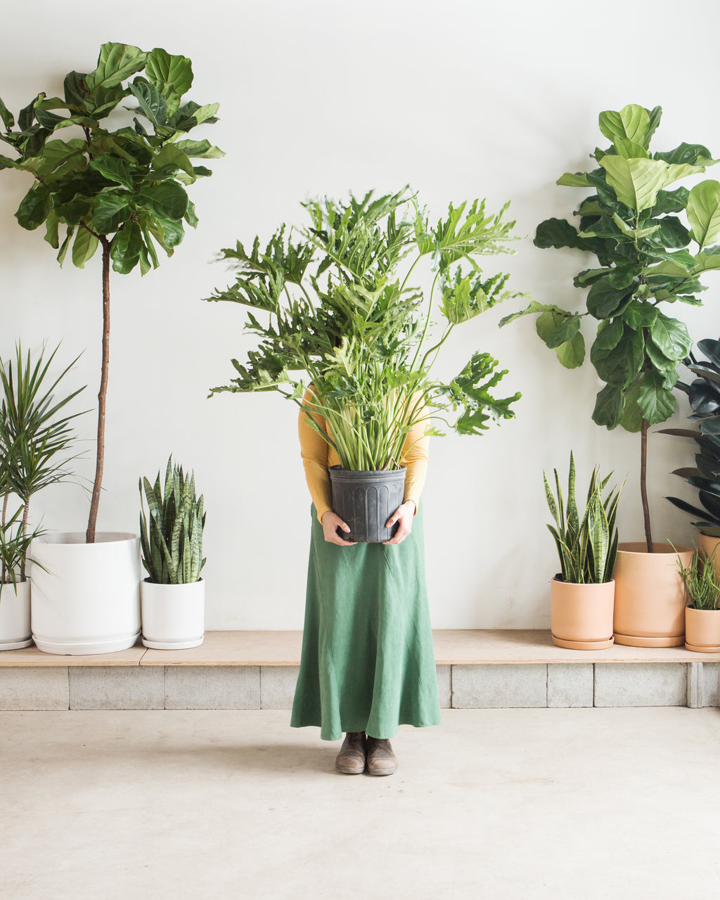 Hope Selloum: Philodendron bipinnatifidum - 10 inch pot - 2-3 foot tall