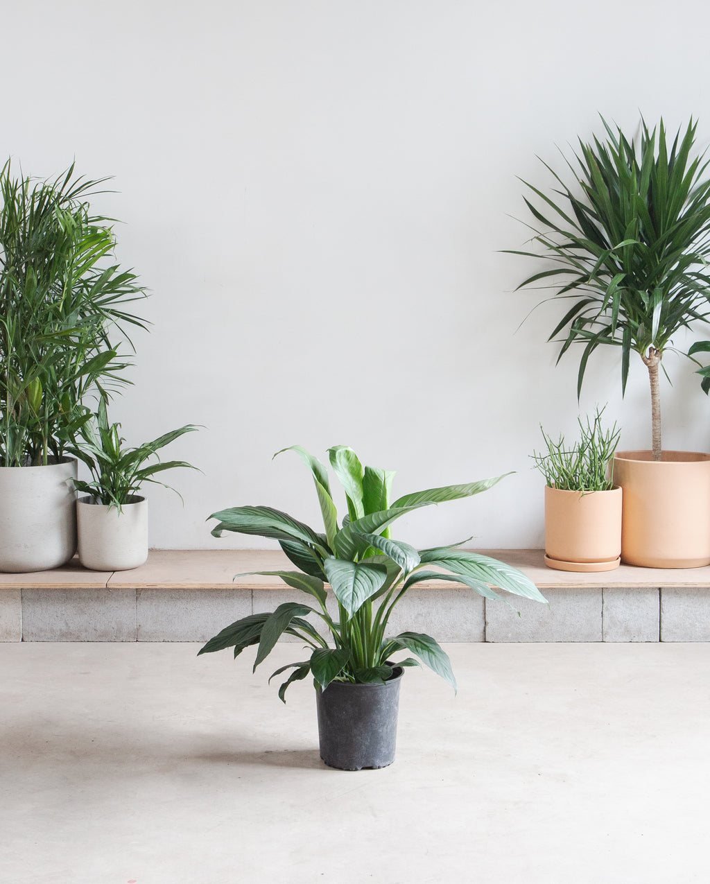 Peace Lily: Spathiphyllum - 10 inch pot - 2-3 foot tall