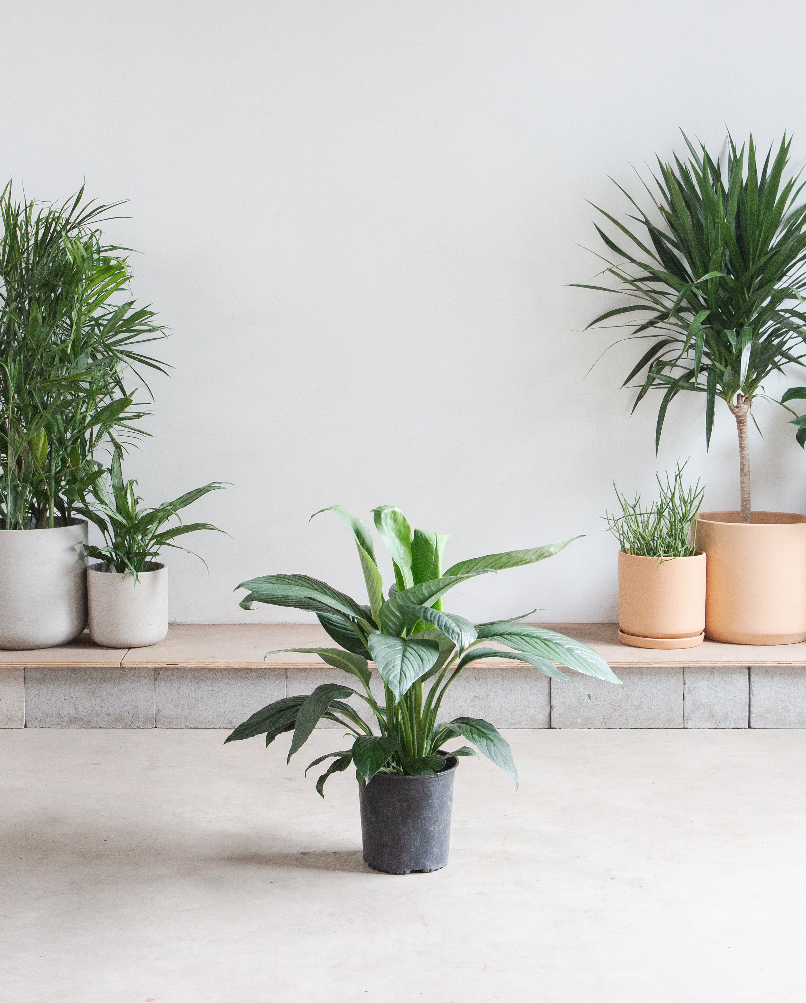 Peace Lily: Spathiphyllum - 10 inch pot - 2-3 foot tall