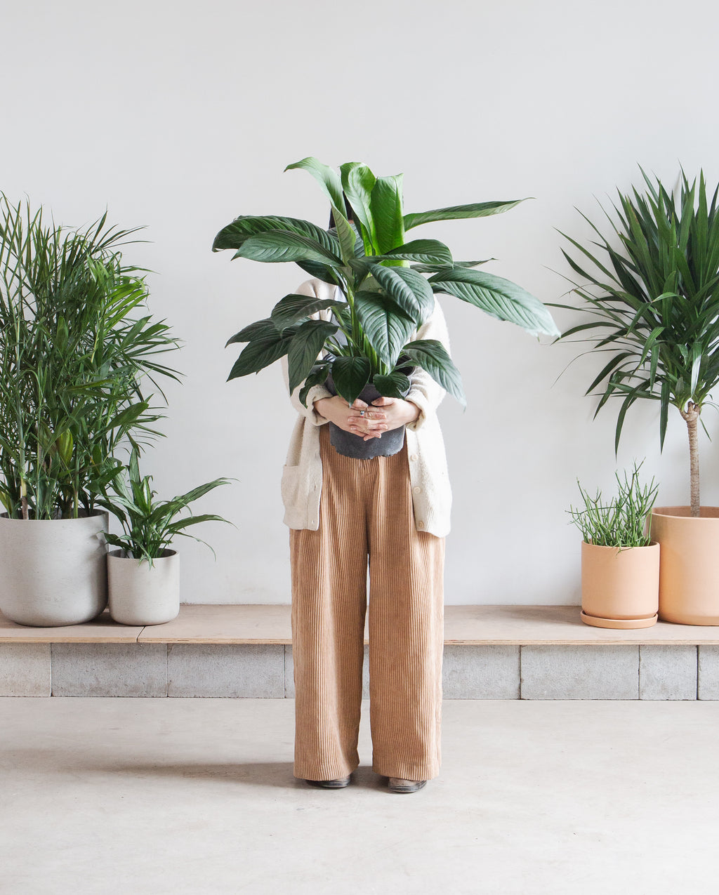 Peace Lily: Spathiphyllum - 10 inch pot - 2-3 foot tall