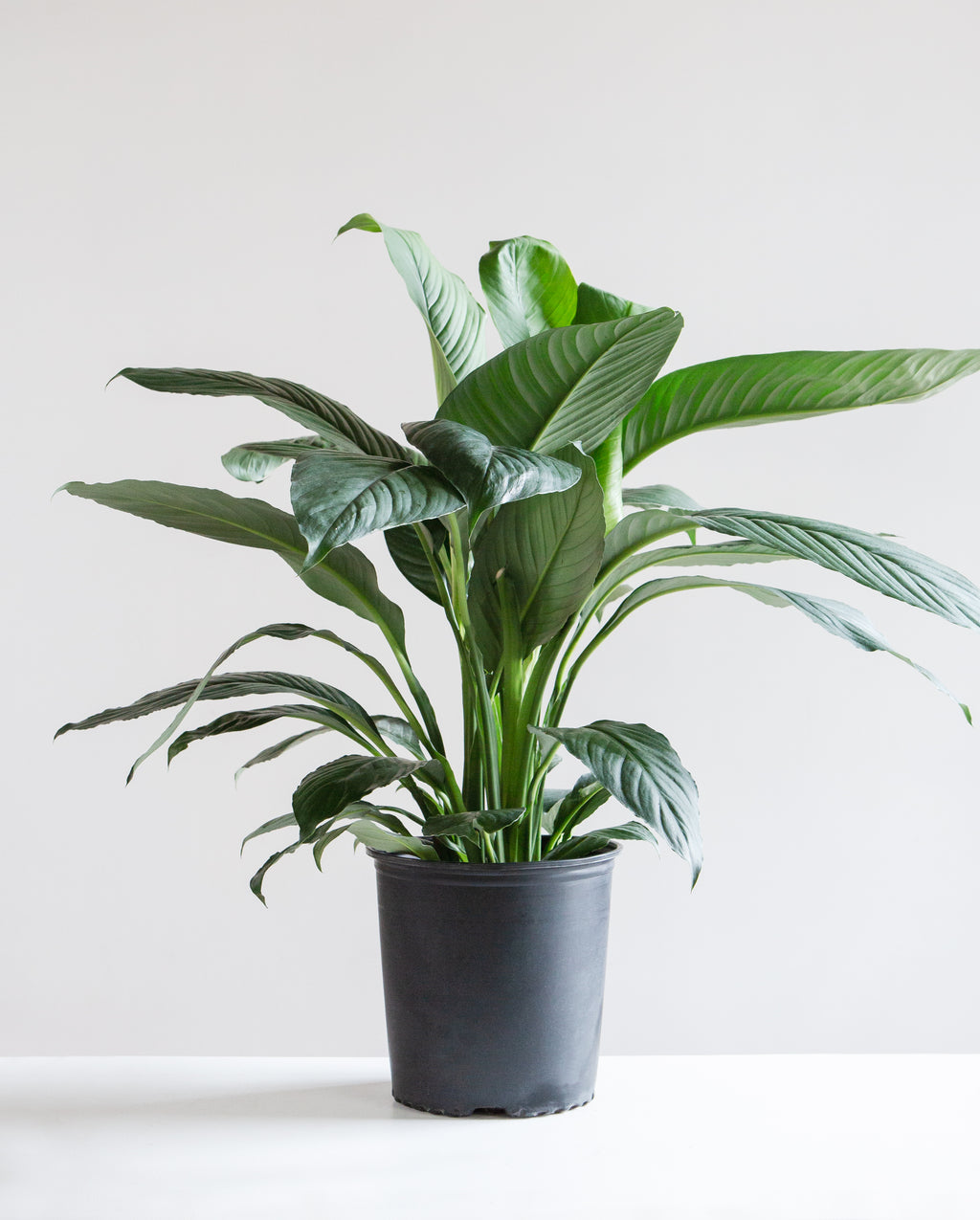 Peace Lily: Spathiphyllum - 10 inch pot - 2-3 foot tall